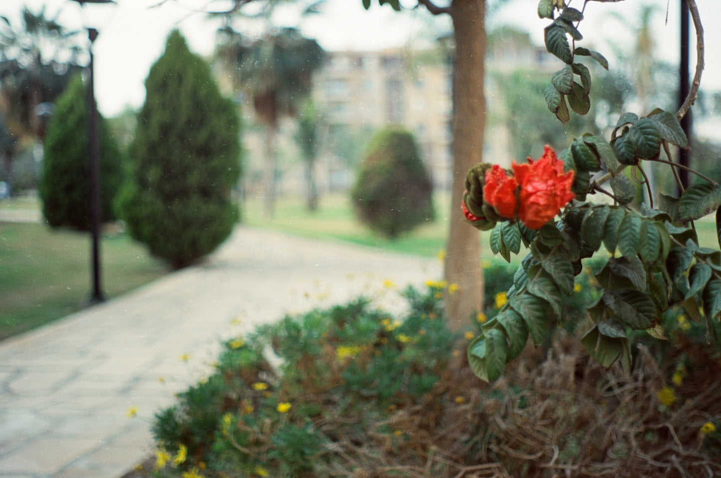 Hello Sunshine 50 & Black Metropolis 200 ECN2 35mm 2-Film Bundle