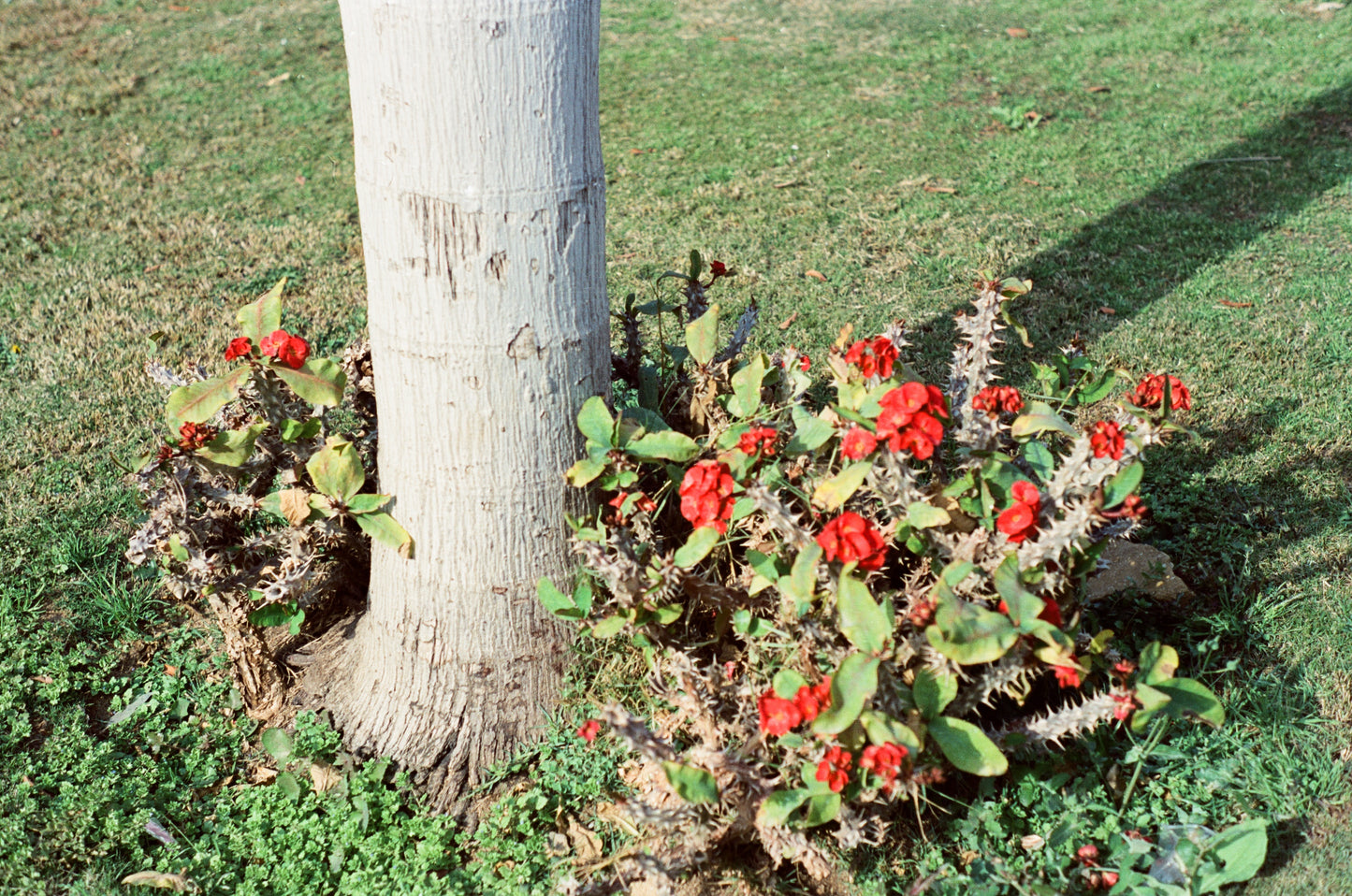 Hello Sunshine 50 & Black Metropolis 200 ECN2 35mm 2-Film Bundle