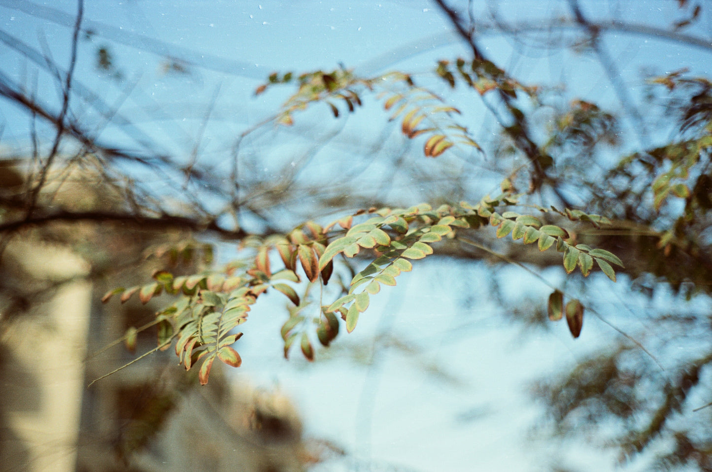 Hello Sunshine 50 & Black Metropolis 200 ECN2 35mm 2-Film Bundle