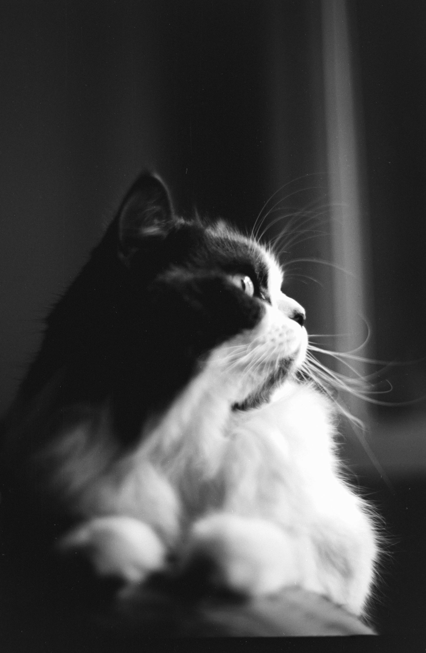 CAS Black Metropolis 100/200 - Experimental B&W ECN2 35mm Film - 27 Exposures