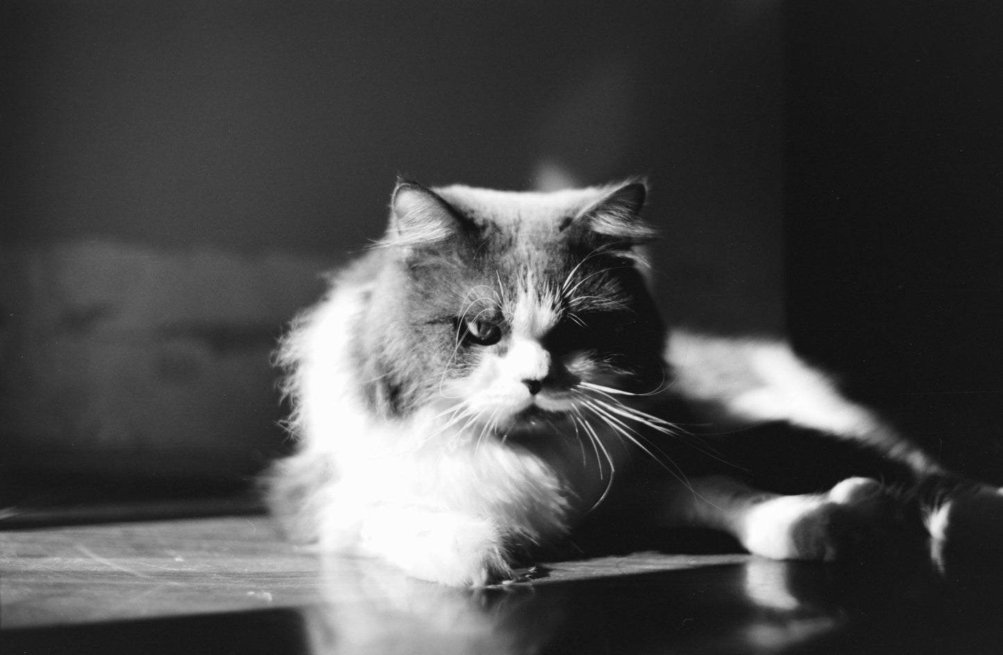 CAS Black Metropolis 100/200 - Experimental B&W ECN2 35mm Film - 27 Exposures